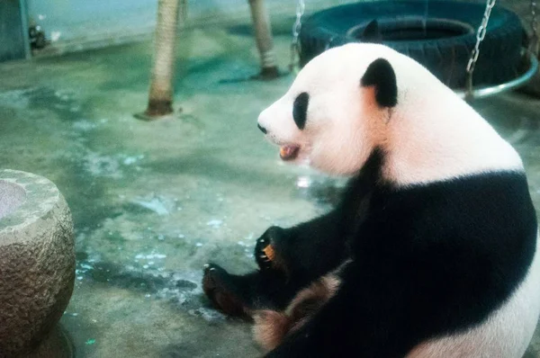 Panda Gigante Come Forragens Forma Bolo Lua Zoológico Cidade Liuzhou — Fotografia de Stock