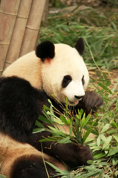 Egy Óriás Panda Eszik Bambusz Chengdu Kutatási Bázis Óriás Panda — Stock Fotó