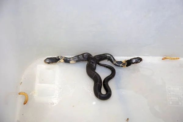 Uma Cobra Bebê Duas Cabeças Mostrada Zoológico Nanning Cidade Nanning — Fotografia de Stock