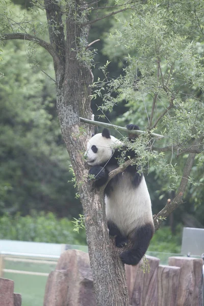 Ein Riesenpanda Aus Der Provinz Sichuan Klettert Auf Einen Baum — Stockfoto