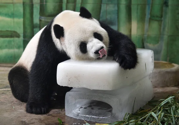 Obří Panda Leží Bloky Ledu Vychladnout Wuhan Zoo Wuhan City — Stock fotografie