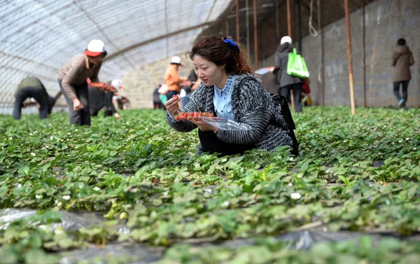 Besucher Pflücken Erdbeeren Einem Gewächshaus Auf Einem Bauernhof Bezirk Cheng — Stockfoto