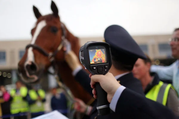 Ένας Κινέζος Προσαρμοσμένος Αξιωματικός Ελέγχει Θερμοκρασία Του Σώματος Ενός Αλόγου — Φωτογραφία Αρχείου