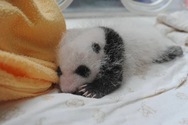 Cub Giant Panda Jest Zdjęciu Inkubatorze Bifengxia Pandy Hodowli Research — Zdjęcie stockowe
