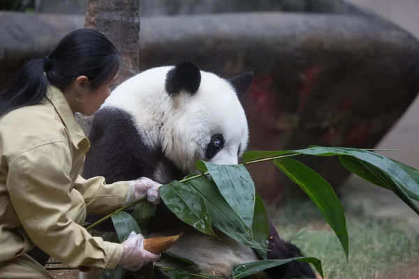 A Chinese employee feeds 35-year-old female giant panda Basi with bamboo at the Fuzhou Giant Panda Research Center in Fuzhou city, southeast China\'s Fujian province, 28 November 2015