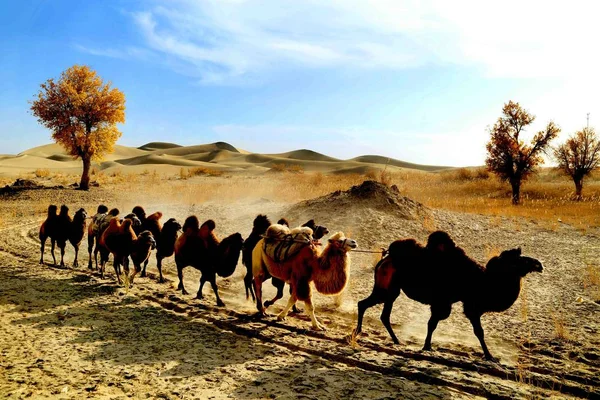 Camelos Caminham Deserto Taklamakan Também Conhecido Como Taklimakan Teklimakan Bacia — Fotografia de Stock