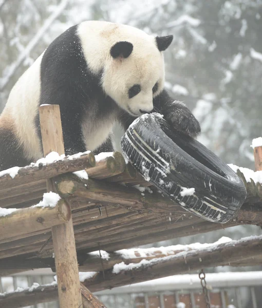 Giant Panda Wei Wei Plays Tyre Wooden Stand Snow Zoo — 图库照片