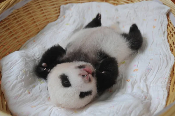 Filhote Panda Gigante Retratado Uma Cesta Bifengxia Giant Panda Breeding — Fotografia de Stock