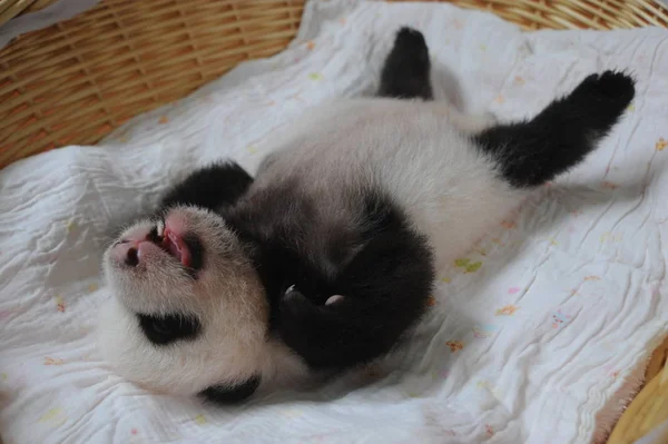 Mládě Pandy Obrázcích Košíku Bifengxia Panda Velká Chov Výzkumné Centrum — Stock fotografie
