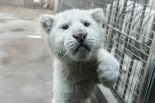 Tigre Blanco Como Nieve Bebé Cinco Meses Edad Mira Través —  Fotos de Stock