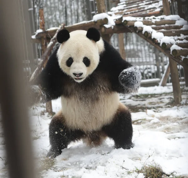 2015年2月1日 中国中部湖北省宜昌市一家动物园大熊猫魏伟在雪中跳舞 — 图库照片