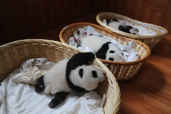 Olbrzym Szczeniaki Panda Zdjęciu Kosze Bifengxia Pandy Hodowli Research Center — Zdjęcie stockowe
