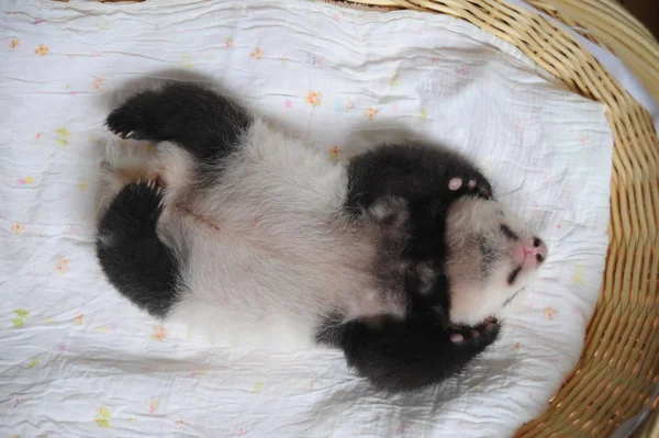 Giant Panda Cub Avbildad Korg Vid Bifengxia Giant Panda Avel — Stockfoto