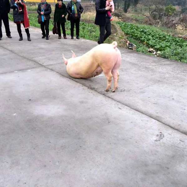 Menschen Betrachten Das Flüchtige Schwein Das Während Des Frühlingsfestes Oder — Stockfoto