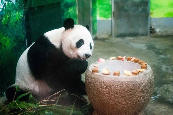 Panda Gigante Come Forragens Forma Bolo Lua Zoológico Cidade Liuzhou — Fotografia de Stock