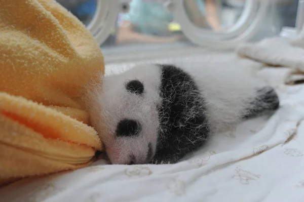 Cachorro Panda Gigante Representa Una Incubadora Centro Crianza Investigación Pandas — Foto de Stock