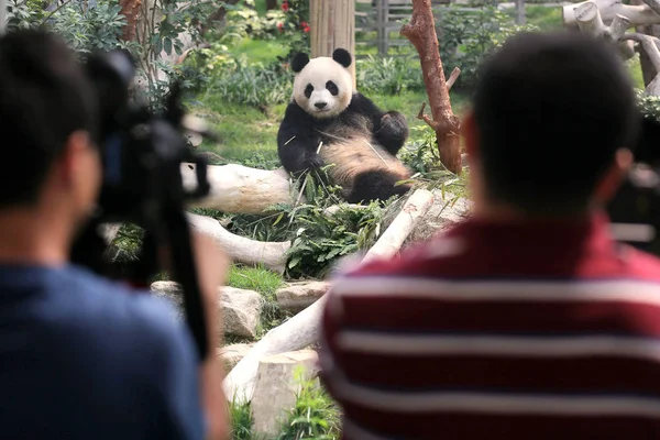 Visitors Watch One Two Giant Pandas China Central Government Sent — Stock Photo, Image