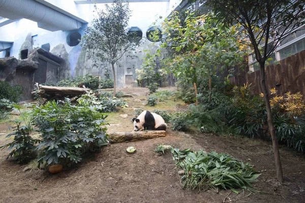 Panda Gigante Masculino Años Come Comida Durante Una Celebración Cumpleaños — Foto de Stock