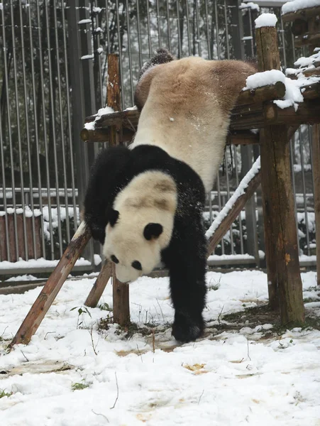 Panda Velká Wej Wejem Hraje Dřevěný Stojan Sněhu Zoo Městě — Stock fotografie