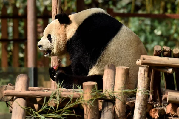 ジャイアント パンダ ジアを木製スタンド雲南サファリ公園で今後の中国の旧正月または 2015 日中国南西部の雲南省昆明市の春祭りの前に食べる — ストック写真