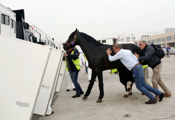 Ένα Άλογο Που Διαγωνιστούν Shanghai Grand Prix Του 2015 Longines — Φωτογραφία Αρχείου