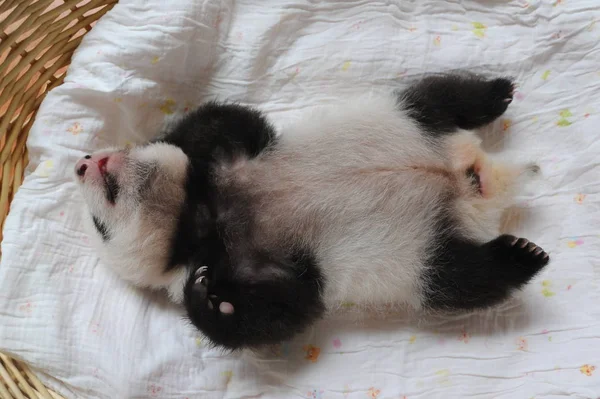 Cub Giant Panda Jest Zdjęciu Koszyku Bifengxia Pandy Hodowli Research — Zdjęcie stockowe