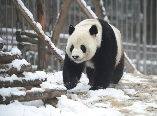 2015年2月1日 大熊猫魏伟在中国中部湖北省宜昌市的一家动物园玩雪 — 图库照片