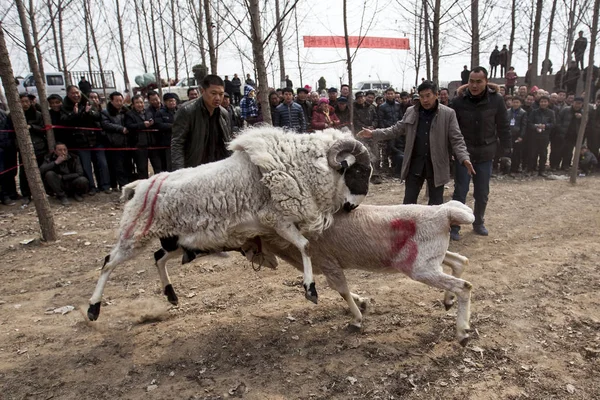 Ένα Πλήθος Από Τους Χωρικούς Παρακολουθήσετε Δύο Πρόβατα Σας Διακόπτω — Φωτογραφία Αρχείου