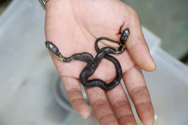 Uma Cobra Bebê Duas Cabeças Mostrada Zoológico Nanning Cidade Nanning — Fotografia de Stock