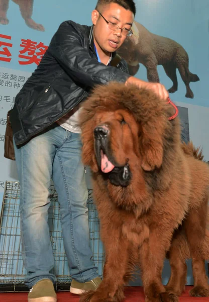 Expositor Encarga Mastín Tibetano Durante Una Exposición Ciudad Guiyang Provincia —  Fotos de Stock