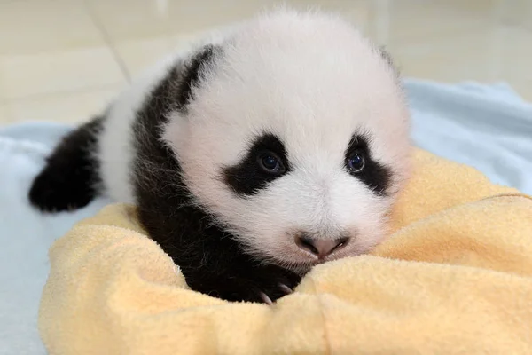 Egy Óriás Panda Kölyök Született Ebben Évben Képen Alatt Egy — Stock Fotó