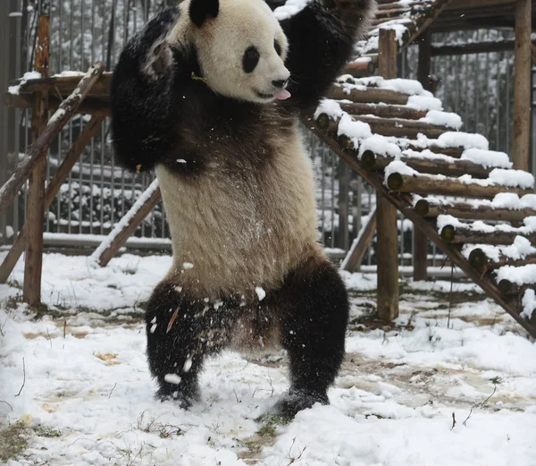 Panda Gigante Wei Wei Dança Neve Zoológico Cidade Yichang Província — Fotografia de Stock