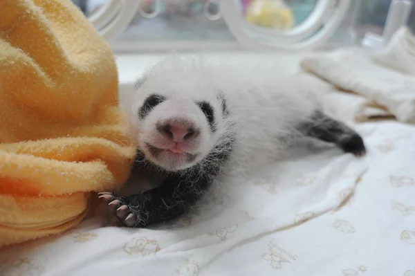 Cachorro Panda Gigante Representa Una Incubadora Centro Crianza Investigación Pandas — Foto de Stock