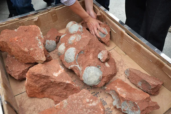 Los Huevos Dinosaurio Fosilizados Descubren Durante Las Obras Carretera Ciudad — Foto de Stock