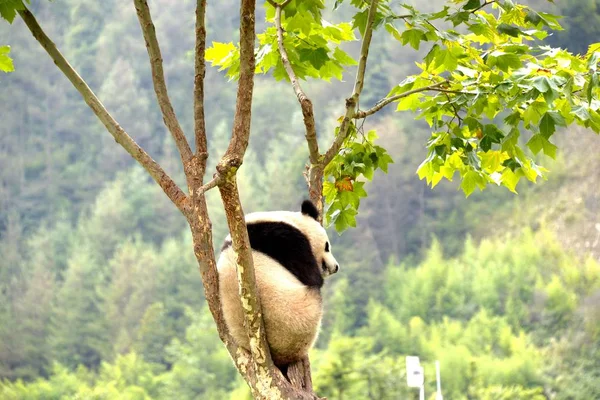 2015年8月26日 一只大熊猫睡在中国西南四川省汶川县根达镇大熊猫研究中心根达基地的一棵树上 — 图库照片
