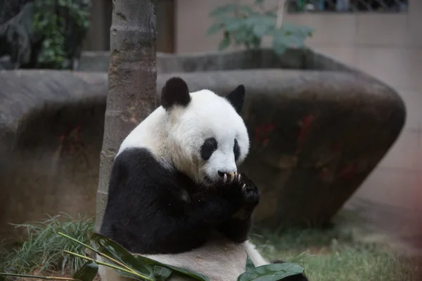 Mujer Años Edad Panda Gigante Basi Come Forraje Centro Investigación — Foto de Stock