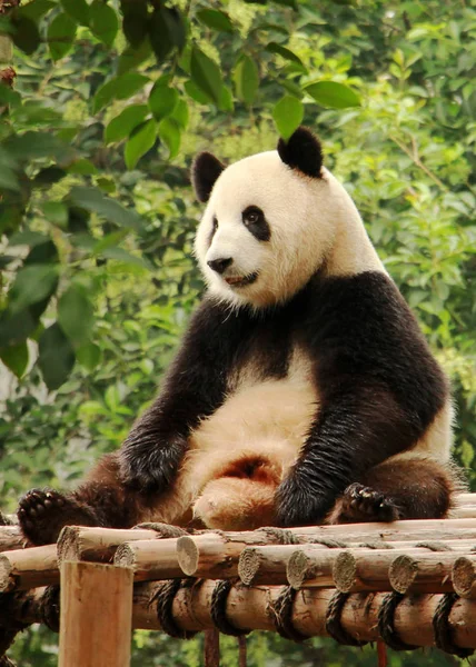 Panda Géant Repose Sur Stand Bois Base Recherche Chengdu Sur — Photo