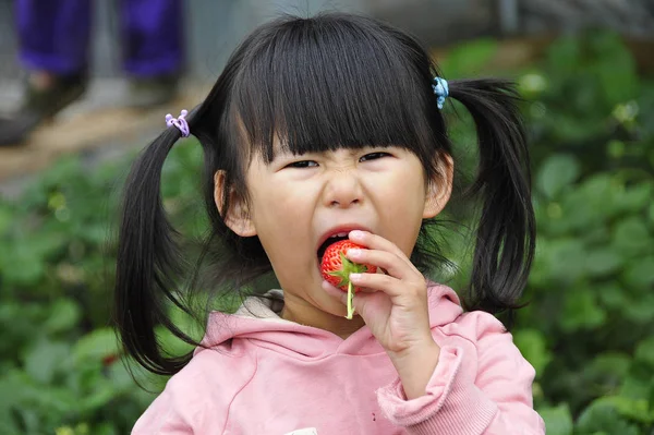 Tânără Mănâncă Căpșună Care Ales Într Seră Fermă Din Orașul — Fotografie, imagine de stoc