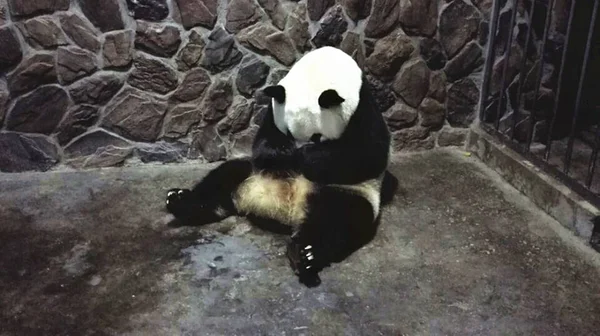 Kvinnliga Jättepanda Jingjing Vilar Chengdu Forskning Base Giant Panda Avel — Stockfoto