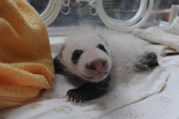 Cachorro Panda Gigante Representa Una Incubadora Centro Crianza Investigación Pandas — Foto de Stock