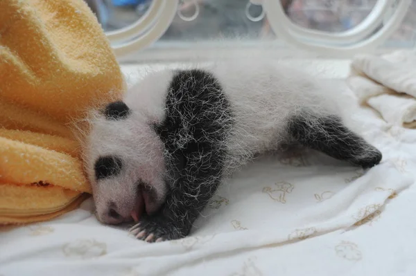 Bir Dev Panda Yavrusu Bir Kuluçka Bifengxia Dev Panda Yetiştirme — Stok fotoğraf