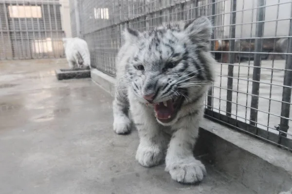 2015년 12월 21일 산둥성 칭다오시의 칭다오 동물원에서 5개월 호랑이가 포효하고 — 스톡 사진
