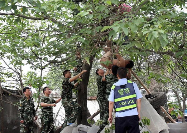 Bomberos Rescatan Hombre Desnudo Que Balanceaba Sobre Árbol Ciudad Chengdu — Foto de Stock