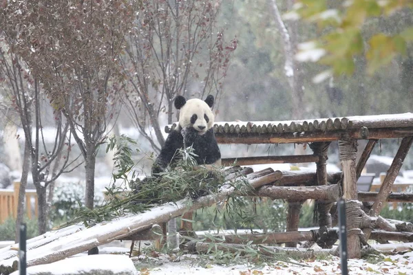 2015年11月24日 在中国东部山东省济南市一家动物园 一只大熊猫在被雪覆盖的展台上吃竹子 — 图库照片