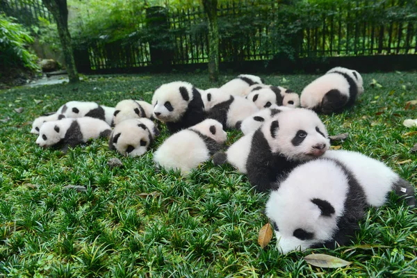 Die Diesem Jahr Geborenen Panda Jungen Werden Während Einer Öffentlichen — Stockfoto