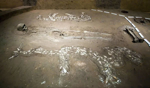 2010年12月6日に河南博物館で撮影された画像は 白い貝殻から形成された2つのモザイク 右にトラのデザイン 左にドラゴンのデザインで形成された背の高い成人男性の体を Puの西水浦サイトで発掘された墓M45で示しています — ストック写真