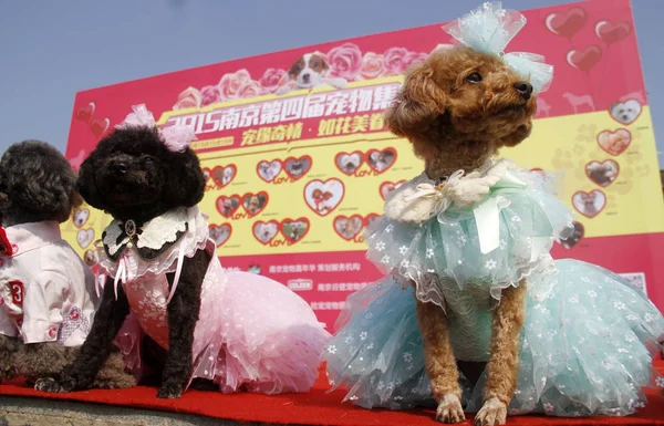 Par Cães Estimação Participar Uma Cerimônia Casamento Grupo Cidade Nanjing — Fotografia de Stock