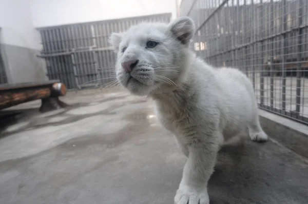 Tigre Blanco Como Nieve Bebé Cinco Meses Edad Mira Través —  Fotos de Stock