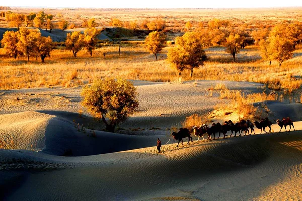 Cammelli Piedi Nel Deserto Del Taklamakan Noto Anche Come Taklimakan — Foto Stock
