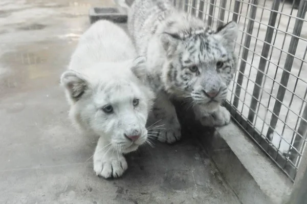 Par Tigres Blancos Bebé Cinco Meses Edad Miran Través Del —  Fotos de Stock